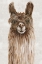 Picture of SURI ALPACA I 