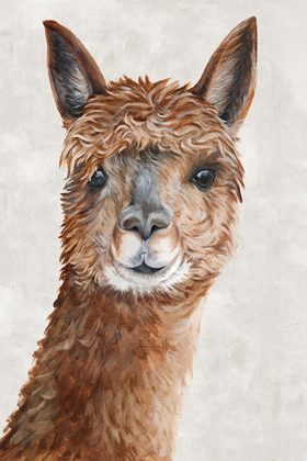 Picture of SURI ALPACA II 