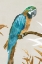 Picture of BLUE PARROT I