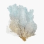 Picture of DELICATE CORAL I 
