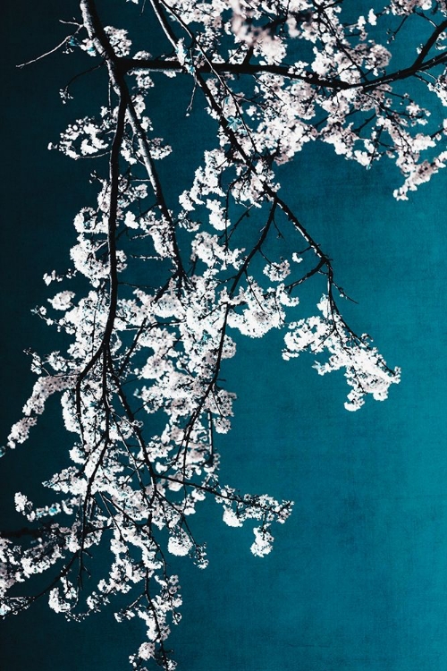 Picture of WHITE BLOSSOMS