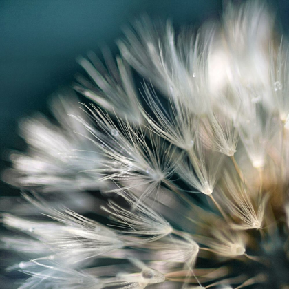 Picture of DANDELION DREAMS I