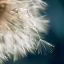 Picture of DANDELION DREAMS III