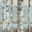 Picture of WINTER BIRCH II