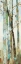 Picture of TOWERING TREES I