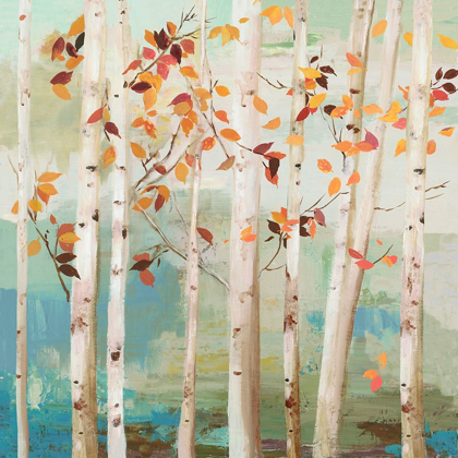 Picture of FALL BIRCH TREES 