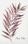 Picture of ARECA PALM