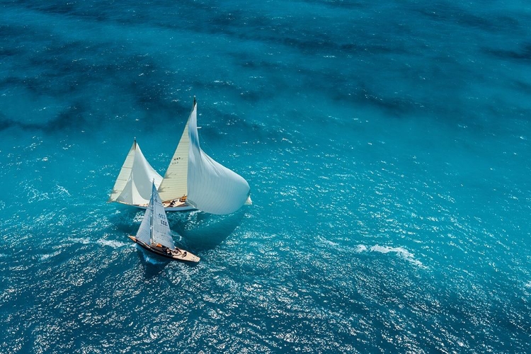 Picture of PELISSIER - CROISEMENT BLEU