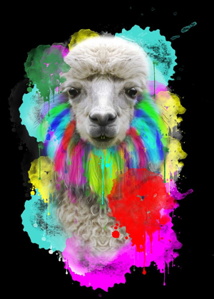 Picture of LAMA