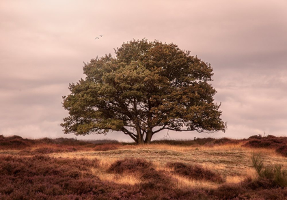 Picture of TREE