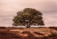 Picture of TREE