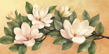 Picture of MAGNOLIA