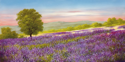 Picture of LAVENDER FIELD