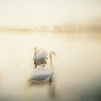 Picture of TWO SWANS