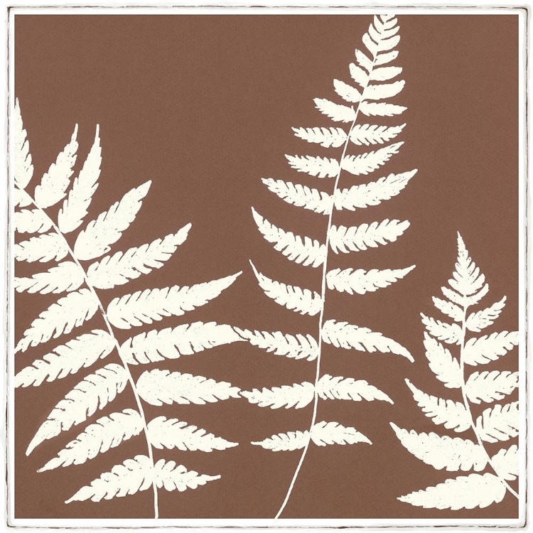 Picture of MOCCA FERN IV