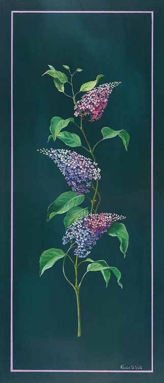 Picture of VINTAGE SYRINGA