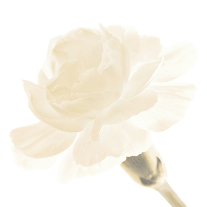 Picture of CARNATION I