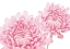Picture of CHRYSANTHEMUM IN BLOOM