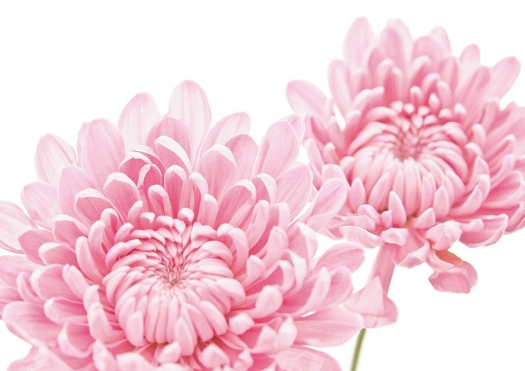 Picture of CHRYSANTHEMUM IN BLOOM