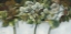 Picture of GREEN HYDRANGEAS