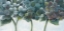 Picture of BLUE HYDRANGEAS
