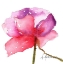 Picture of WATERCOLOR POPPY III