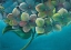Picture of HYDRANGEA I