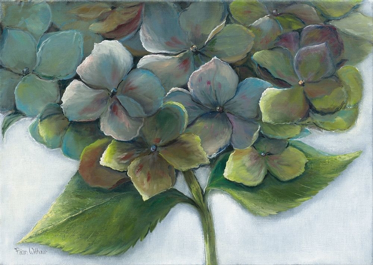 Picture of HYDRANGEA II