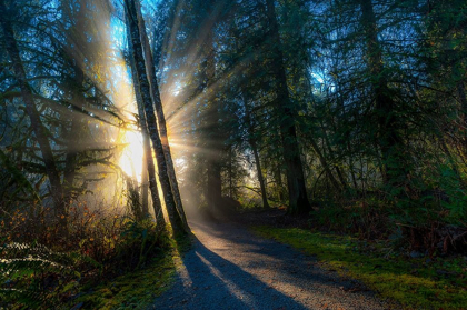 Picture of FOREST SUN RAYS