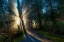 Picture of FOREST SUN RAYS