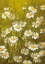 Picture of MARGUERITE