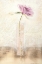 Picture of CALICO I