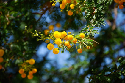 Picture of YELLOW MIMOSA I