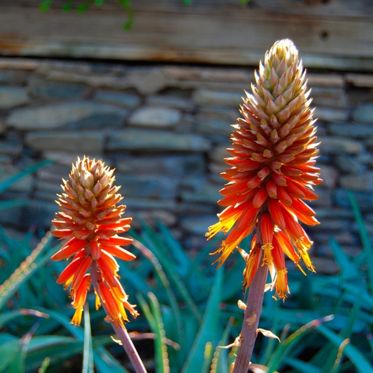 Picture of ALOE BLOOMS I