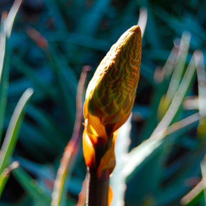 Picture of ALOE BUD I
