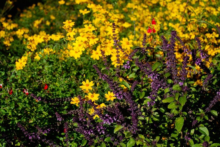 Picture of WILDFLOWERS I