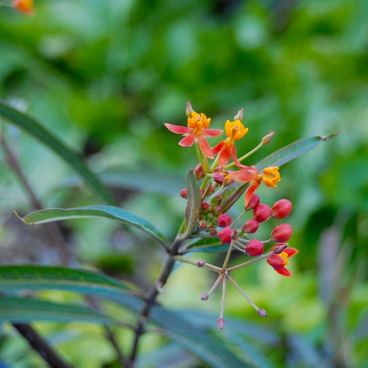 Picture of WILDFLOWER I