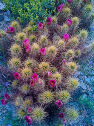 Picture of CACTUS BLOOMS I