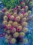 Picture of CACTUS BLOOMS I