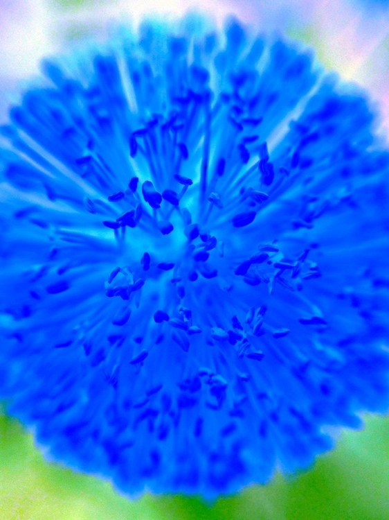 Picture of BLUE BALL I