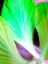 Picture of GREEN LEAVES I