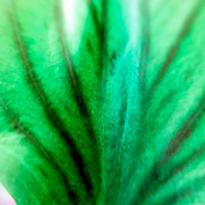 Picture of GREEN LEAVES IV