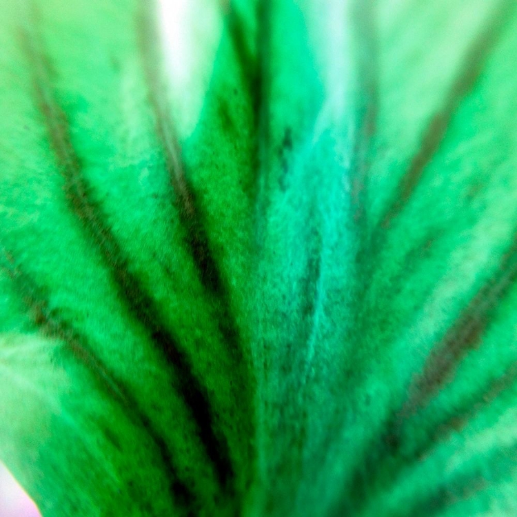 Picture of GREEN LEAVES IV