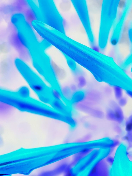 Picture of BLUE SPINES I