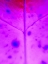 Picture of PURPLE BRANCH