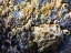 Picture of MUSSELS AND SHELLS II