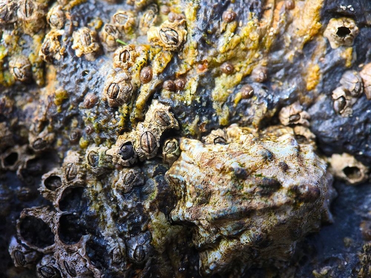 Picture of MUSSELS AND SHELLS II