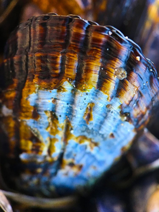 Picture of WET SHELL I