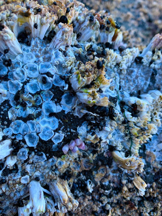 Picture of CORAL MUSSELS I