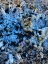 Picture of CORAL MUSSELS I